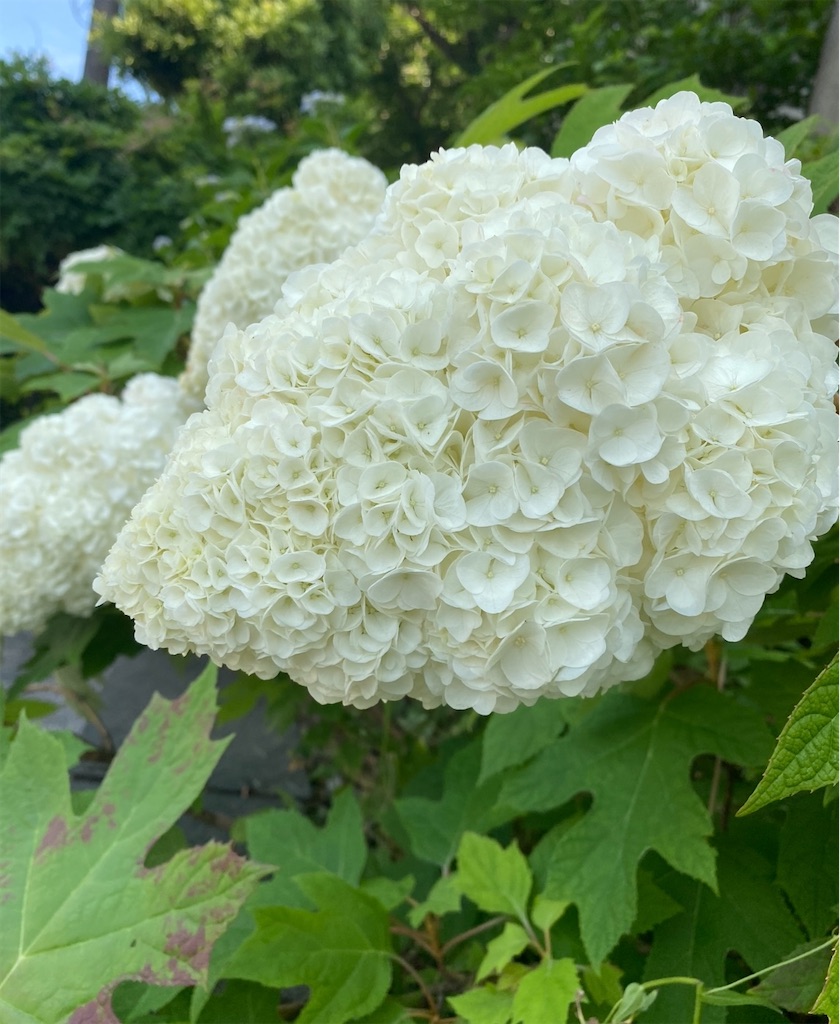 f:id:blossom-art:20240620232536j:image f:id:blossom-art:20240620232536j:image
