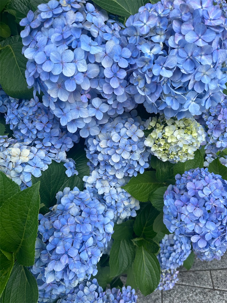 f:id:blossom-art:20240625215824j:image