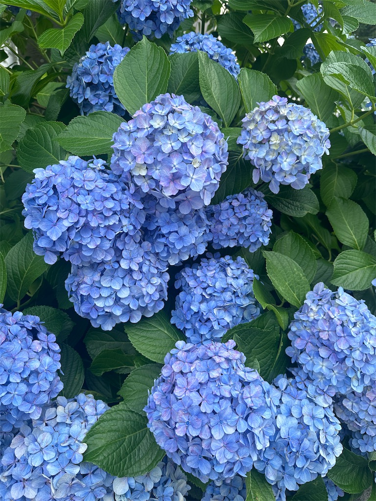f:id:blossom-art:20240625215839j:image