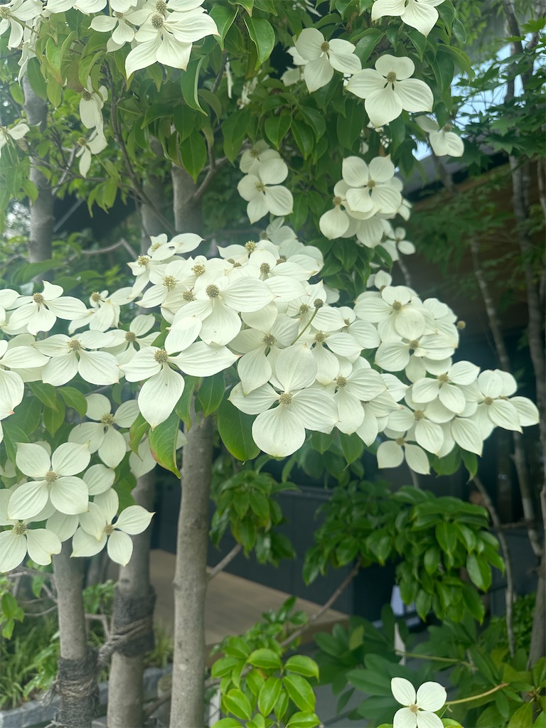 f:id:blossom-art:20240701170134j:image