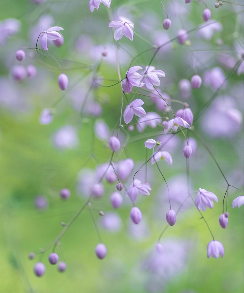 f:id:blossom-art:20240704201634j:image
