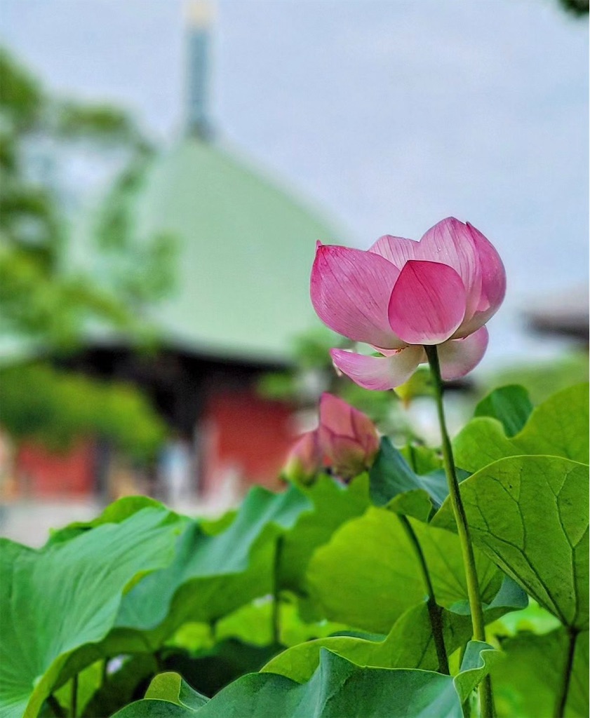 f:id:blossom-art:20240825235657j:image