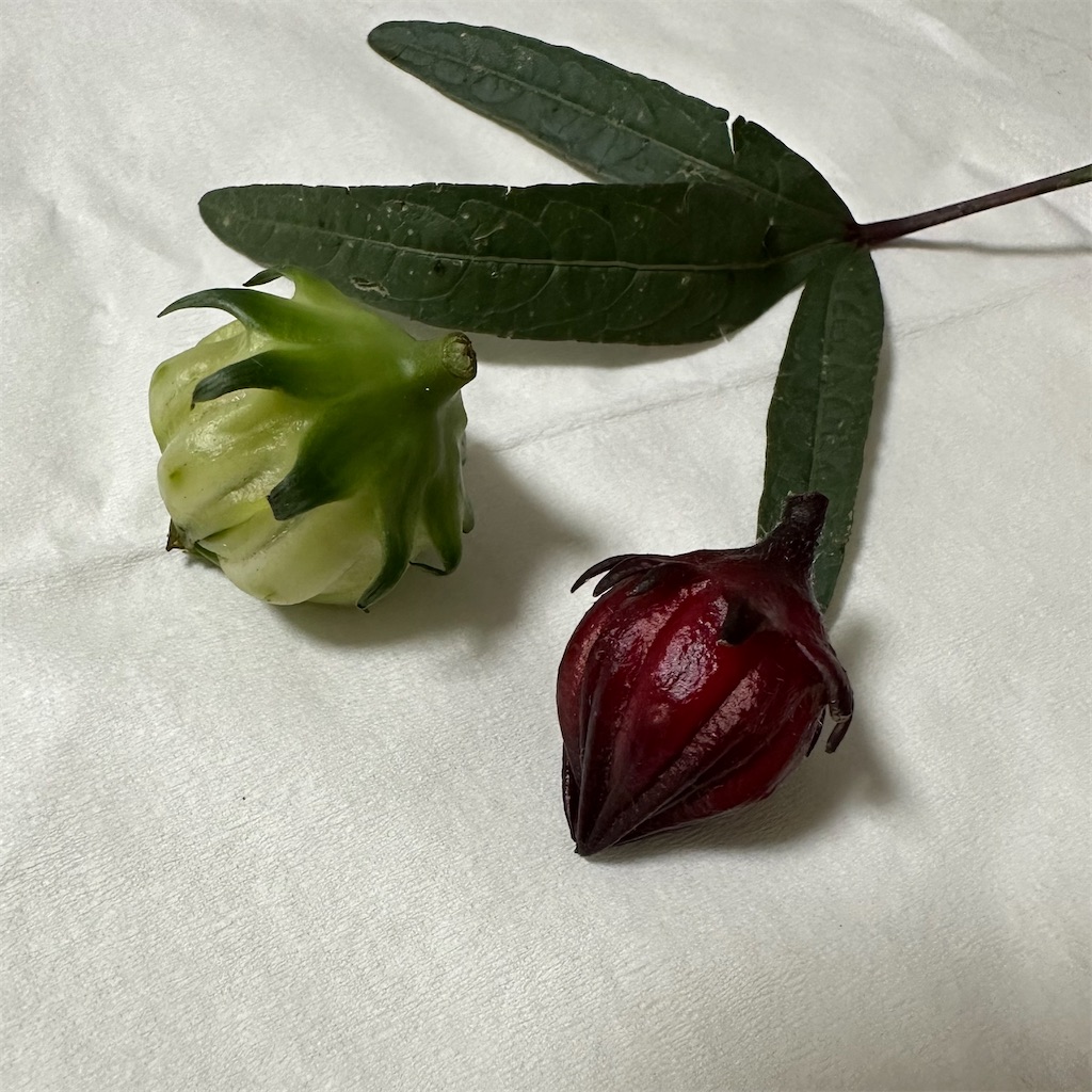 f:id:blossom-art:20241005215320j:image