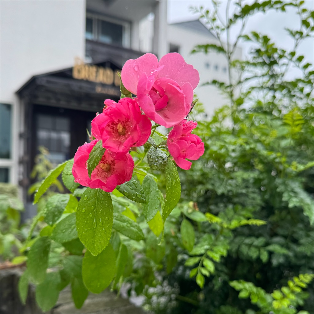 f:id:blossom-art:20241009202444j:image