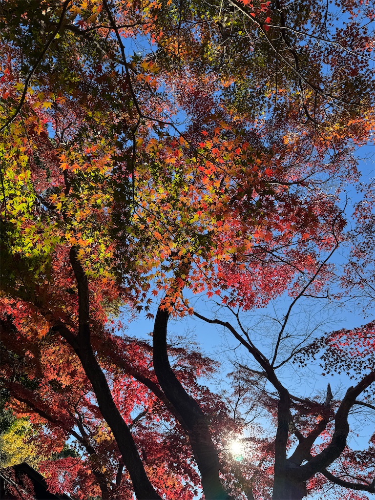 f:id:blossom-art:20241209074334j:image
