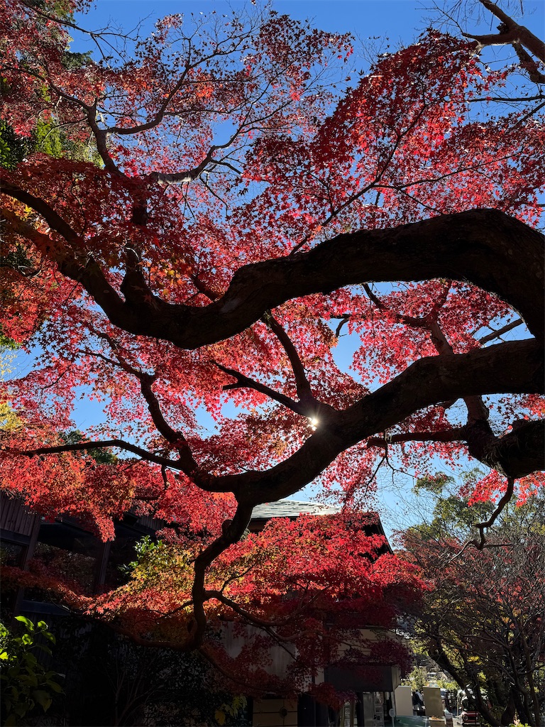 f:id:blossom-art:20241209074352j:image