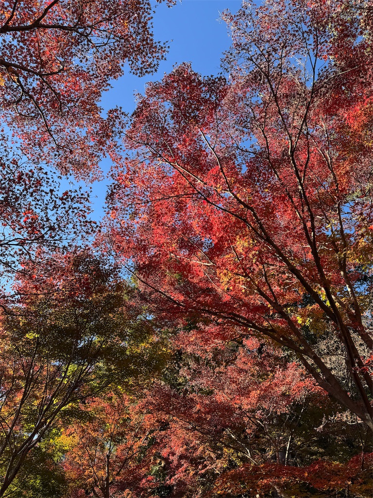f:id:blossom-art:20241209074716j:image