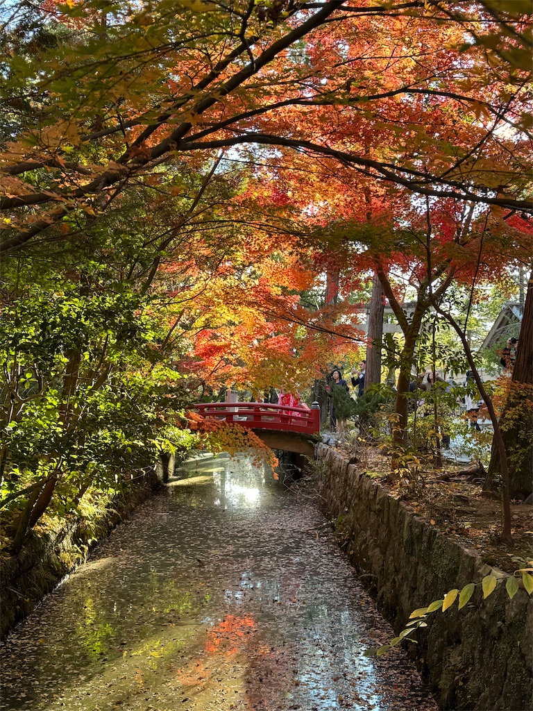 f:id:blossom-art:20241209082917j:image