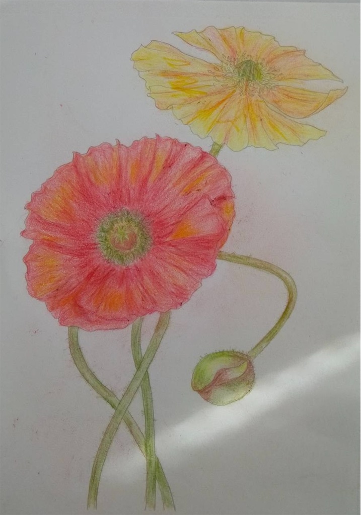 f:id:blossom-art:20250120181406j:image