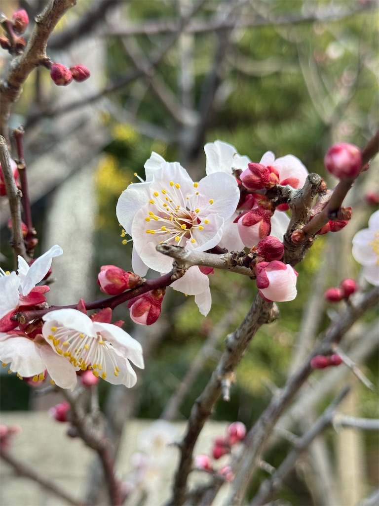 f:id:blossom-art:20250228211326j:image