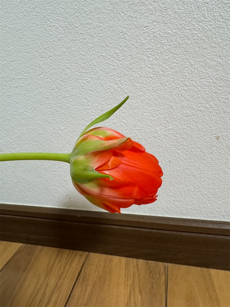 f:id:blossom-art:20250312005456j:image