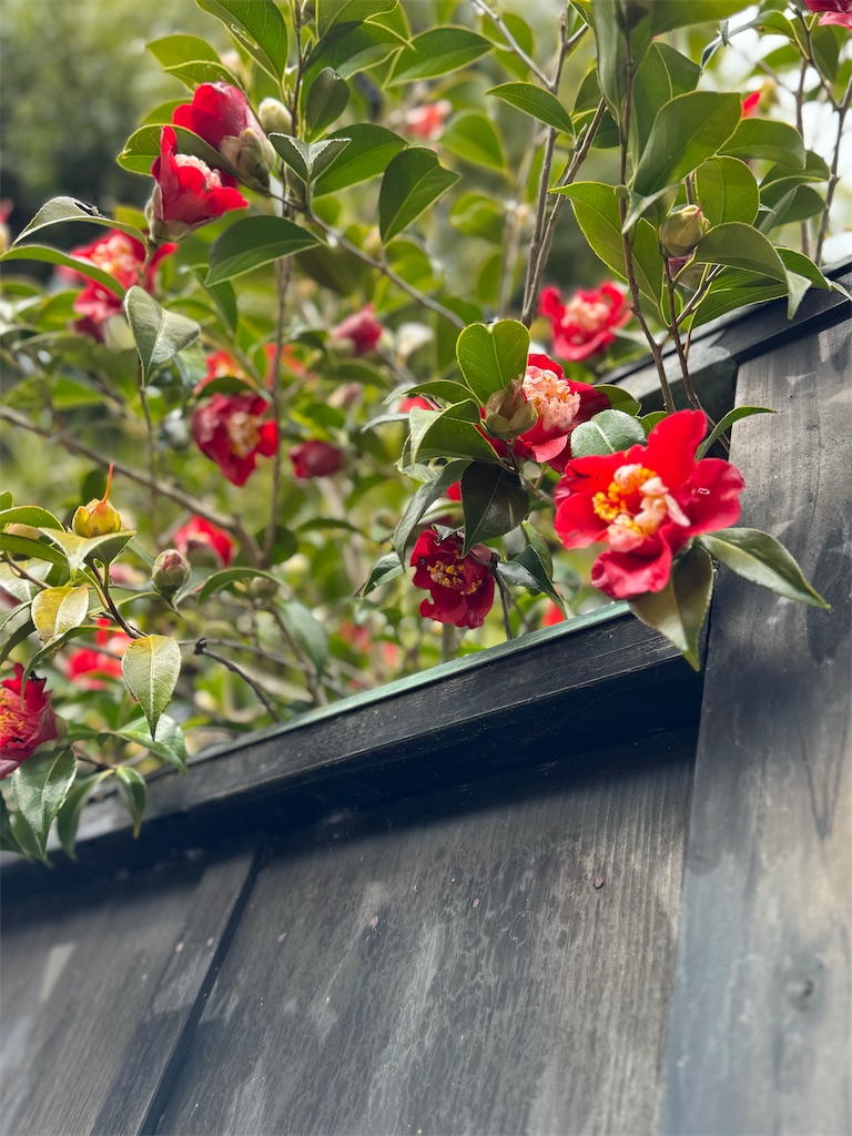 f:id:blossom-art:20250322200038j:image