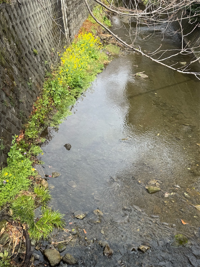 f:id:blossom-art:20250322200100j:image