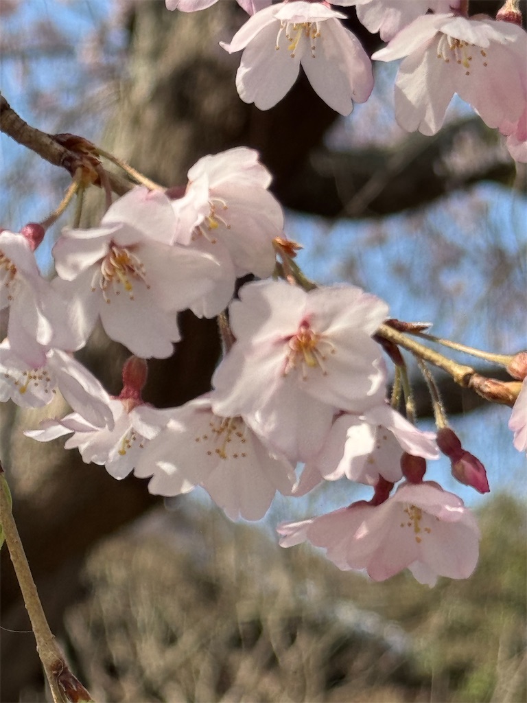 f:id:blossom-art:20250327172703j:image