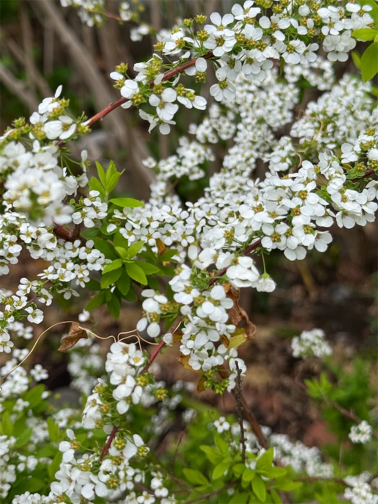 f:id:blossom-art:20250328220142j:image