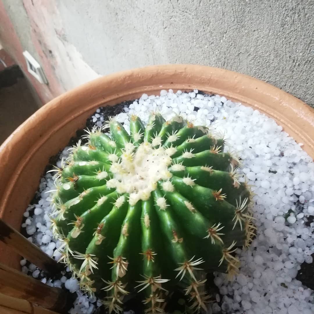 f:id:blue-cactus:20200825221517j:plain