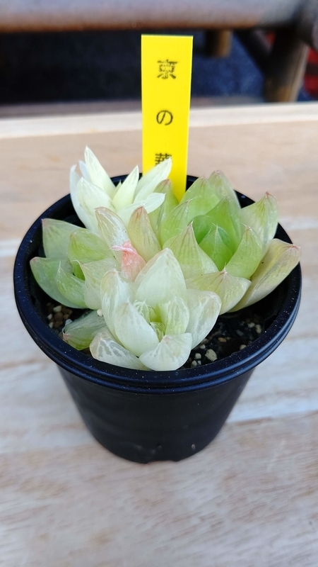 f:id:blue-moon-stone:20210110173346j:plain