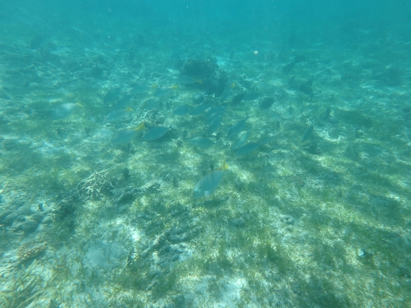 f:id:blue-traveler:20200215205353j:plain f:id:blue-traveler:20200215205353j:plain