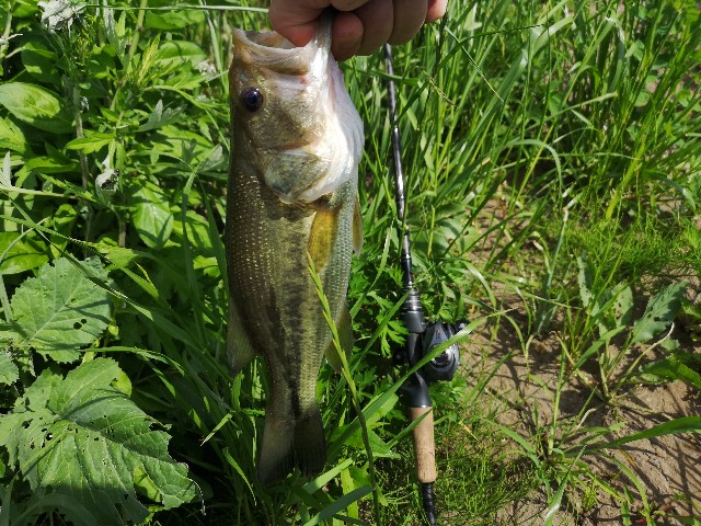 f:id:blue-tree-4:20190518145647j:image f:id:blue-tree-4:20190518145647j:image