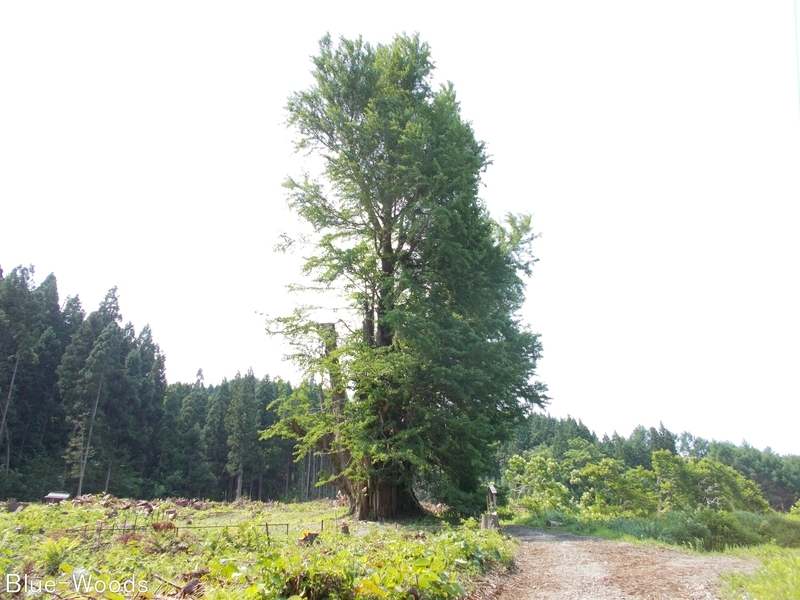 20170629 法量のイチョウ(十和田市法量)