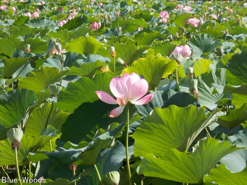 20170815 猿賀公園蓮の花②(平川市猿賀)