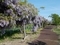 20180521 唐糸御前史跡公園 藤の花(藤崎町藤崎)