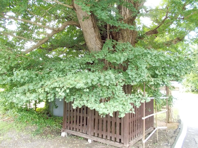 20180817 源常林の銀杏(青森市浪岡)