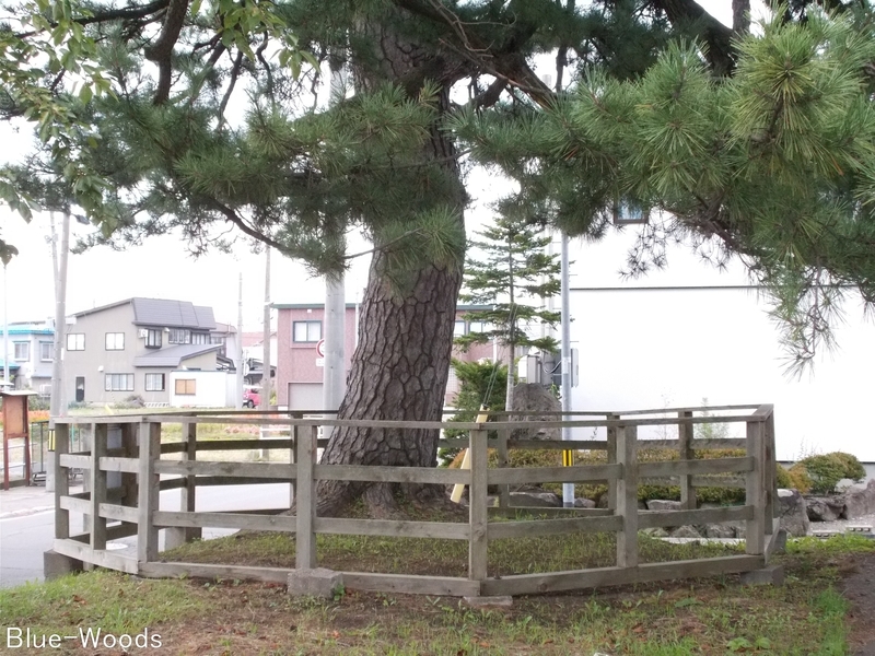 20180929 千代の松(つがる市木造千代町)