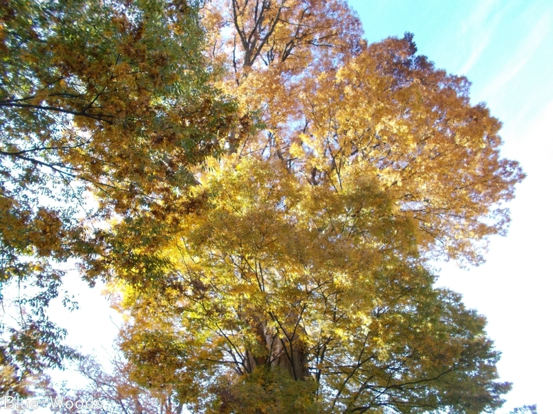 20181107 七柱神社のケヤキ(平川市尾上)