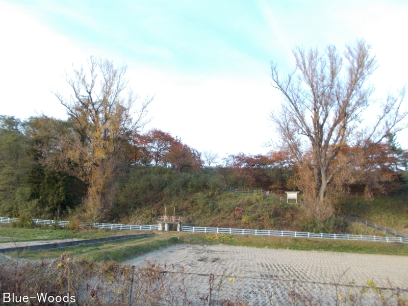 20181107 東公園のポプラ(黒石市柵ノ木)