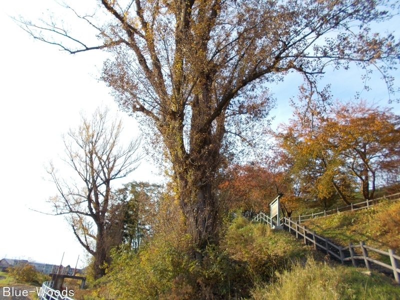 20181107 東公園のポプラ(黒石市柵ノ木)