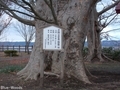 20181127 広沼大明神のケヤキ(東北町大浦)