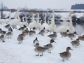 20190107 白鳥ふれあい広場(藤崎町藤崎)