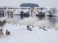 20190107 白鳥ふれあい広場(藤崎町藤崎)