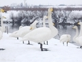 20190107 白鳥ふれあい広場(藤崎町藤崎)