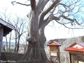 20190411 稲荷神社のハリギリ(今別町鍋田)