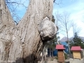 20190411 稲荷神社のハリギリ(今別町鍋田)