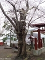 20190425 八幡宮の桜(鶴田町胡桃舘)