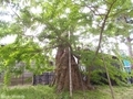 20190531 稲荷神社のサイカチ(板柳町掛落林)