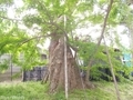 20190531 稲荷神社のサイカチ(板柳町掛落林)