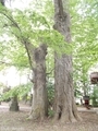 20190531 八幡宮のイチョウ(板柳町小幡)