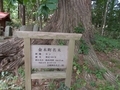 20190606 立野神社 セン(ハリギリ)(五所川原市金木町)