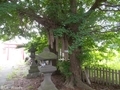 20190606 丹生川上神社 イチョウ(五所川原市金木町)