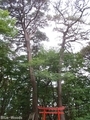 20190606 磯崎神社 アカマツ(五所川原市金木町)