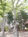 20190611 三社神社(平川市日沼)