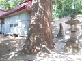 20190613 白山姫神社のスギ(五所川原市戸沢)