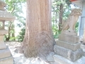 20190613 白山姫神社のスギ(五所川原市戸沢)