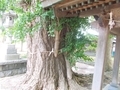 20190620 堰神社のイチョウ(藤崎町藤崎)