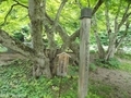 20190629 中野神社 イロハモミジ(黒石市南中野)