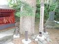 20190629 中野神社 モミの木(黒石市南中野)